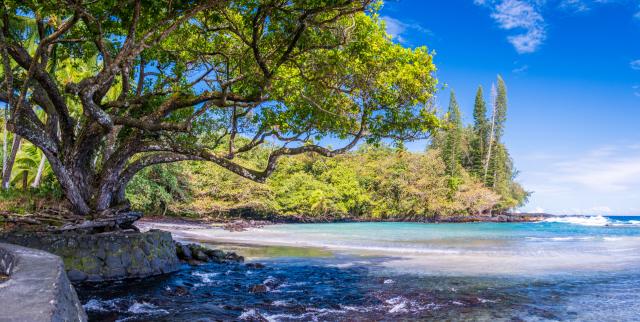 A panorama with a tree on the left, the seashore behind, and the sea in the middle and right. [Fuji X-T5 / Tamron 18-300]