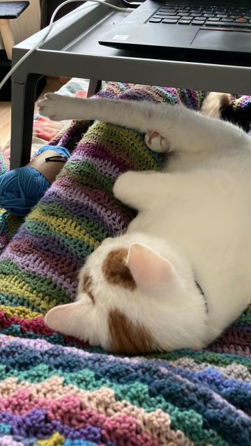 A white cat with orange patches lies between two human legs, one leg stretched out 