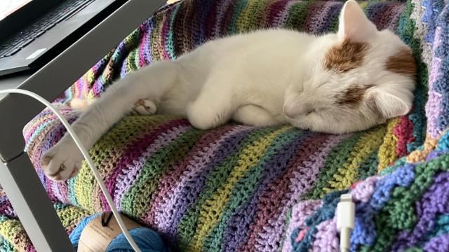 Same picture as previous but from a different angle. The cat is very cute. 