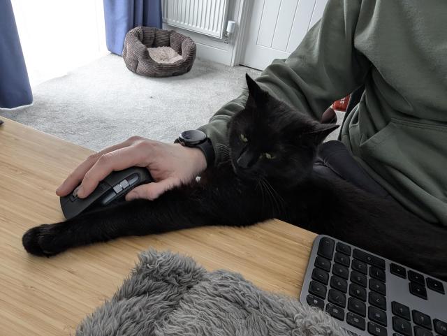 A black cat, sat on my lap. I'm at my desk, and the cat has his paw stretched out across the desk, next to my hand, so I can't move the mouse