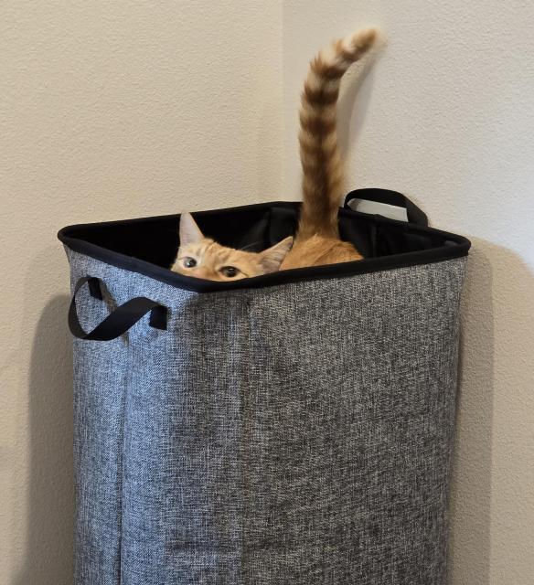 An orange tabby cat lays in a laundry hamper, peaking over the edge at the camera