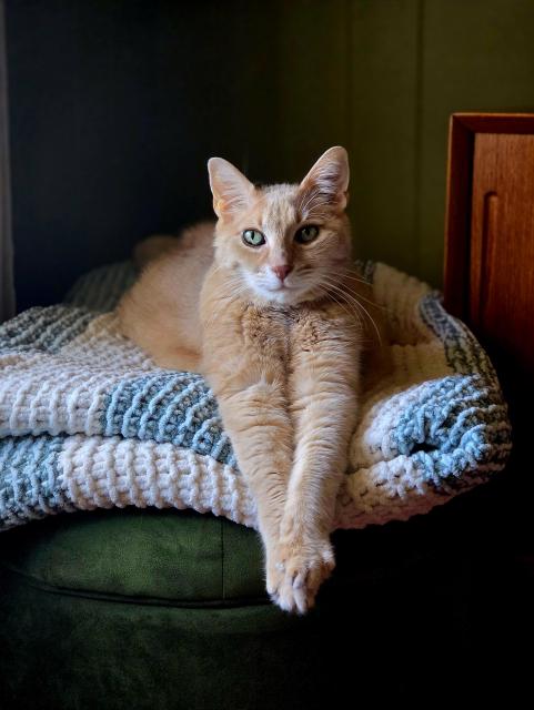 Woodbine, the cat, is facing the camera.  His front paws are extended and crossed.  He sits on top of a velvet footstool.