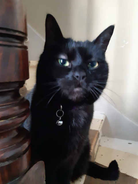A black cat on a staircase giving the viewer the side eye