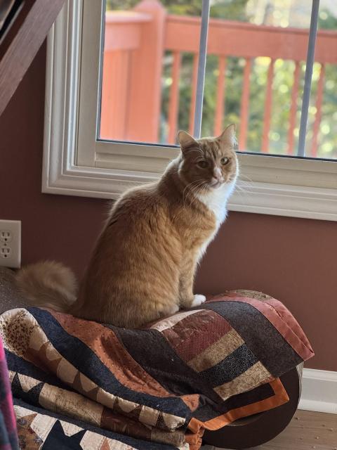 Sir Wobbles, an orange cat, sitting on a quilt on top of his scratcher next to the window and facing the camera.