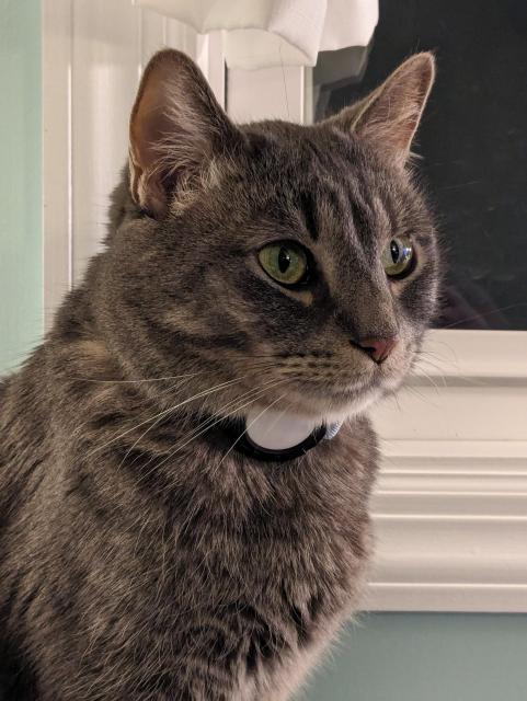Gray kitty being very handsome, gazing out of frame