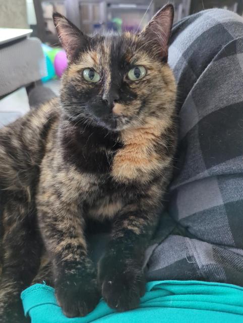 A tortishell cat looking at the camera 