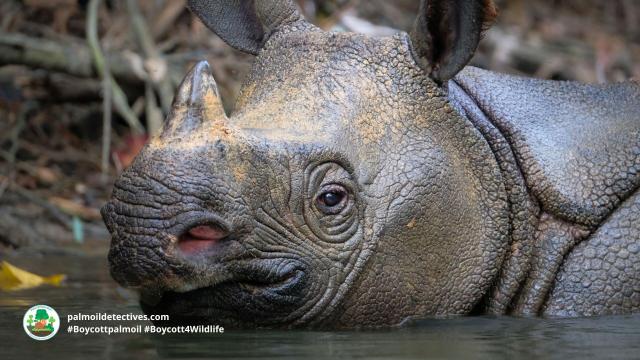 Shocking news: 26 of the 72 remaining #Javan #Rhinos 🦏 were poached recently from Ujung Kulon National Park, #Indonesia making their protection even more serious. End disgusting #poaching! Help them survive when you #Boycott4Wildlife @palmoildetect.bsky.social https://wp.me/pcFhgU-91C?utm_source=mastodon&utm_medium=Palm+Oil+Detectives&utm_campaign=publer
