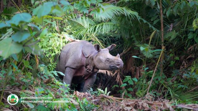 Shocking news: 26 of the 72 remaining #Javan #Rhinos 🦏 were poached recently from Ujung Kulon National Park, #Indonesia making their protection even more serious. End disgusting #poaching! Help them survive when you #Boycott4Wildlife @palmoildetect.bsky.social https://wp.me/pcFhgU-91C?utm_source=mastodon&utm_medium=Palm+Oil+Detectives&utm_campaign=publer
