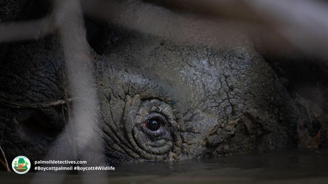 Shocking news: 26 of the 72 remaining #Javan #Rhinos 🦏 were poached recently from Ujung Kulon National Park, #Indonesia making their protection even more serious. End disgusting #poaching! Help them survive when you #Boycott4Wildlife @palmoildetect.bsky.social https://wp.me/pcFhgU-91C?utm_source=mastodon&utm_medium=Palm+Oil+Detectives&utm_campaign=publer
