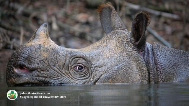 Shocking news: 26 of the 72 remaining #Javan #Rhinos 🦏 were poached recently from Ujung Kulon National Park, #Indonesia making their protection even more serious. End disgusting #poaching! Help them survive when you #Boycott4Wildlife @palmoildetect.bsky.social https://wp.me/pcFhgU-91C?utm_source=mastodon&utm_medium=Palm+Oil+Detectives&utm_campaign=publer
