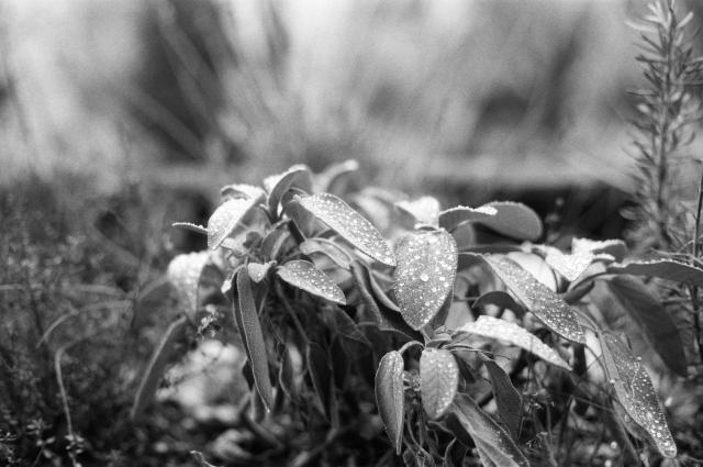 black and white close up shot of a small sage plant with dew dropplets on its leafs