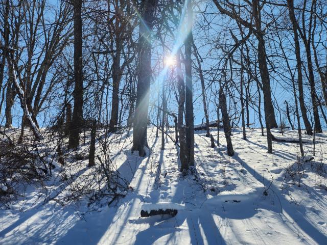 Sun shining through tree trunks surrounded by snow, looking up a hillside. Blue sky in the back
