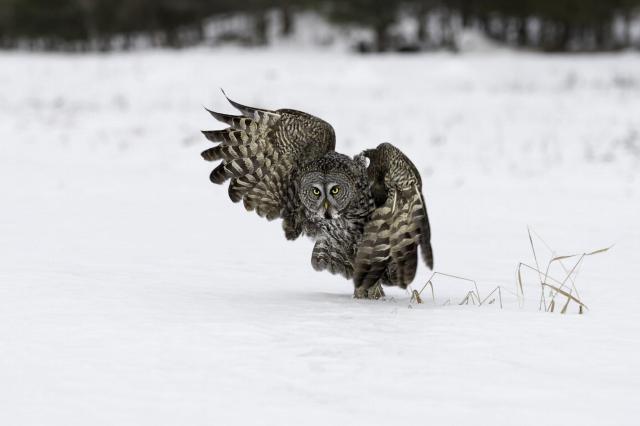 A Great Grey Owl with yellow eyes and beak nested in a massive face with huge wings