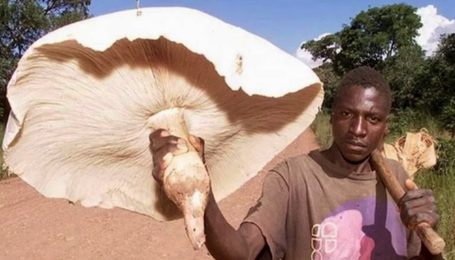 A man holding a huge mushroom about the size of a small parasol. He also has an ax, possibly to harvest the large mushrooms. 
