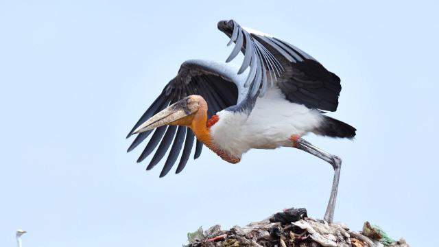 #News: In #Cambodia 🧐🇰🇭 the first captive-bred Greater Adjutant Storks have been released into the wild. With only 1,500 left globally, we must protect their forest homes from poachers and #deforestation🌴☠️🚫 #Boycott4Wildlife @palmoildetect https://www.reuters.com/business/environment/cambodia-releases-rare-captive-bred-storks-conservation-breakthrough-2025-11-20/?utm_source=mastodon&utm_medium=Palm+Oil+Detectives&utm_campaign=publer