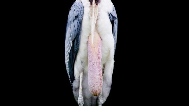 #News: In #Cambodia 🧐🇰🇭 the first captive-bred Greater Adjutant Storks have been released into the wild. With only 1,500 left globally, we must protect their forest homes from poachers and #deforestation🌴☠️🚫 #Boycott4Wildlife @palmoildetect https://www.reuters.com/business/environment/cambodia-releases-rare-captive-bred-storks-conservation-breakthrough-2025-11-20/?utm_source=mastodon&utm_medium=Palm+Oil+Detectives&utm_campaign=publer