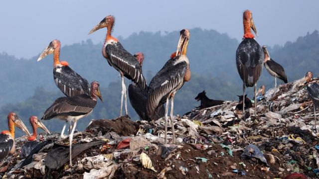 #News: In #Cambodia 🧐🇰🇭 the first captive-bred Greater Adjutant Storks have been released into the wild. With only 1,500 left globally, we must protect their forest homes from poachers and #deforestation🌴☠️🚫 #Boycott4Wildlife @palmoildetect https://www.reuters.com/business/environment/cambodia-releases-rare-captive-bred-storks-conservation-breakthrough-2025-11-20/?utm_source=mastodon&utm_medium=Palm+Oil+Detectives&utm_campaign=publer
