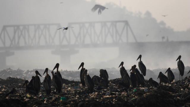 #News: In #Cambodia 🧐🇰🇭 the first captive-bred Greater Adjutant Storks have been released into the wild. With only 1,500 left globally, we must protect their forest homes from poachers and #deforestation🌴☠️🚫 #Boycott4Wildlife @palmoildetect https://www.reuters.com/business/environment/cambodia-releases-rare-captive-bred-storks-conservation-breakthrough-2025-11-20/?utm_source=mastodon&utm_medium=Palm+Oil+Detectives&utm_campaign=publer
