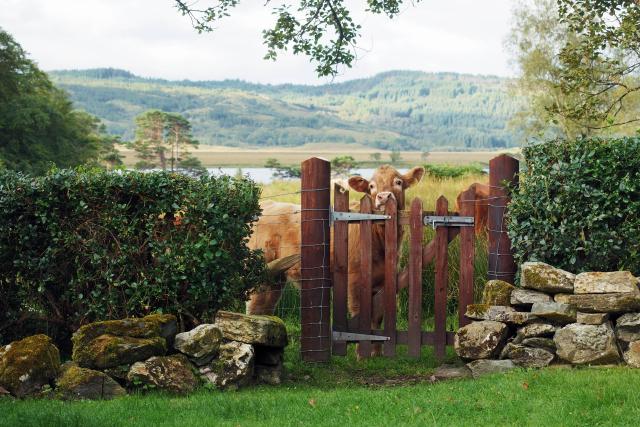 Eine braunrote Kuh schaut über eine Pforte aus Holz, rechts und links graubraune Steine und dichte grüne Hecken, die eine Abgrenzung zur dahinterliegenden Wiese bilden. Im Hintergrund Wasser und Hügel, der Himmel ist bedeckt.

A brown-red cow looks over a wooden gate, with grey-brown stones and dense green hedges to the right and left, forming a boundary to the meadow behind. In the background, there is water and hills, and the sky is overcast.