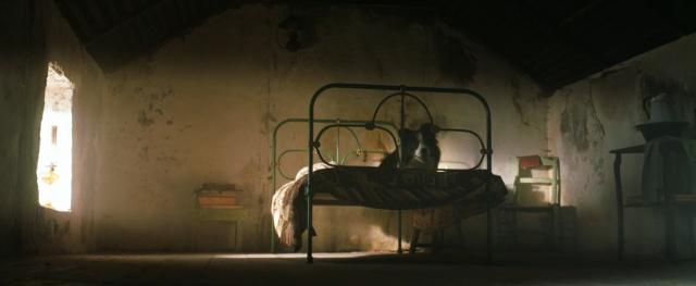 A sheepdog is laying on a bed in a bare room illuminated by a single small window.  The bed has a thin mattress, the frame is metallic and green. The walls show wear, there are a few items scattered around the room, like books, a bowl, a chair, etc.