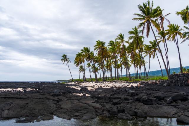 A coastal scene with black rock and palm trees. [Fuji X-T5 / Tamron 18-300]