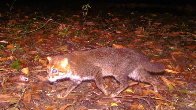 #News: The flat-headed cat 🧐🐱 long feared extinct in #Thailand for 30 years has appeared on camera! We must protect their #wetland homes from #palmoil to keep them safe! 🌴☠️🚫 #BoycottPalmOil #Boycott4Wildlife #PalmOil @palmoildetect.bsky.social https://www.sbs.com.au/news/article/elusive-wild-cat-thought-to-be-extinct-rediscovered-in-thailand-after-30-years/qg3skv5i1?utm_source=mastodon&utm_medium=Palm+Oil+Detectives&utm_campaign=publer

