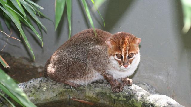 #News: The flat-headed cat 🧐🐱 long feared extinct in #Thailand for 30 years has appeared on camera! We must protect their #wetland homes from #palmoil to keep them safe! 🌴☠️🚫 #BoycottPalmOil #Boycott4Wildlife #PalmOil @palmoildetect.bsky.social https://www.sbs.com.au/news/article/elusive-wild-cat-thought-to-be-extinct-rediscovered-in-thailand-after-30-years/qg3skv5i1?utm_source=mastodon&utm_medium=Palm+Oil+Detectives&utm_campaign=publer
