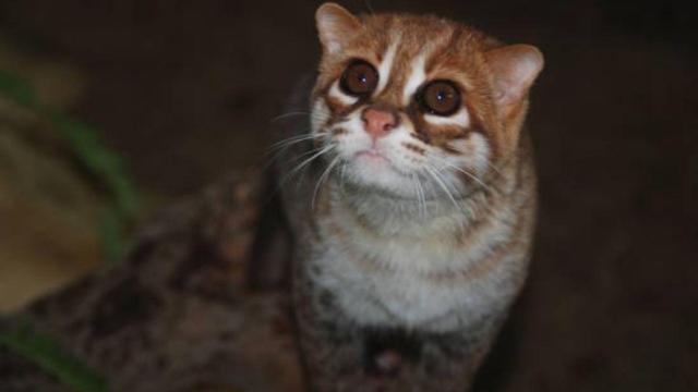 #News: The flat-headed cat 🧐🐱 long feared extinct in #Thailand for 30 years has appeared on camera! We must protect their #wetland homes from #palmoil to keep them safe! 🌴☠️🚫 #BoycottPalmOil #Boycott4Wildlife #PalmOil @palmoildetect.bsky.social https://www.sbs.com.au/news/article/elusive-wild-cat-thought-to-be-extinct-rediscovered-in-thailand-after-30-years/qg3skv5i1?utm_source=mastodon&utm_medium=Palm+Oil+Detectives&utm_campaign=publer
