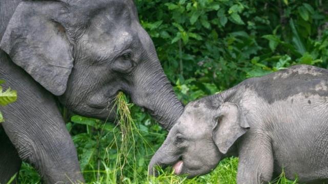 Gentle #endangered giants, only <1,500 Bornean Pygmy #Elephants 🐘💔 still live in #Borneo. They're surrounded by #palmoil #deforestation and #poaching. Fight for them when you shop 👏☮️ and #Boycottpalmoil 🌴🚫#Boycott4Wildlife every day! @palmoildetect.bsky.social https://palmoildetectives.com/2021/01/19/bornean-pygmy-elephant-elephas-maximus-borneensis/?utm_source=mastodon&utm_medium=Palm+Oil+Detectives&utm_campaign=publer  