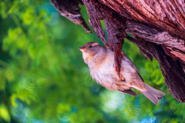 A little bird, viewed from below, clings to a tree. [Fuji X-T5 / Tamron 18-300]