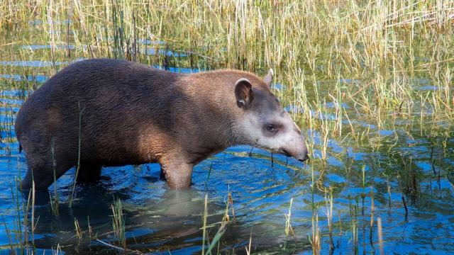 The lowland #Tapir of the Atlantic Forest is a seed dispersing behemoth weighing up to 250kg 😻🌳🌿🌱 Major threats #roads #meat and #palmoil #deforestation. Fight for their survival Be #vegan 🥦 #BoycottPalmOil 🌴🔥🧐⛔️ #Boycott4Wildlife @palmoildetect.bsky.social https://palmoildetectives.com/2022/01/20/in-the-atlantic-forest-the-lowland-tapir-is-at-risk-of-extinction/?utm_source=mastodon&utm_medium=Palm+Oil+Detectives&utm_campaign=publer 