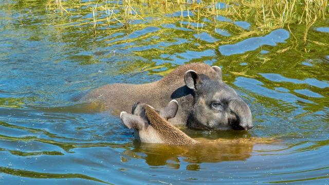 The lowland #Tapir of the Atlantic Forest is a seed dispersing behemoth weighing up to 250kg 😻🌳🌿🌱 Major threats #roads #meat and #palmoil #deforestation. Fight for their survival Be #vegan 🥦 #BoycottPalmOil 🌴🔥🧐⛔️ #Boycott4Wildlife @palmoildetect.bsky.social https://palmoildetectives.com/2022/01/20/in-the-atlantic-forest-the-lowland-tapir-is-at-risk-of-extinction/?utm_source=mastodon&utm_medium=Palm+Oil+Detectives&utm_campaign=publer 