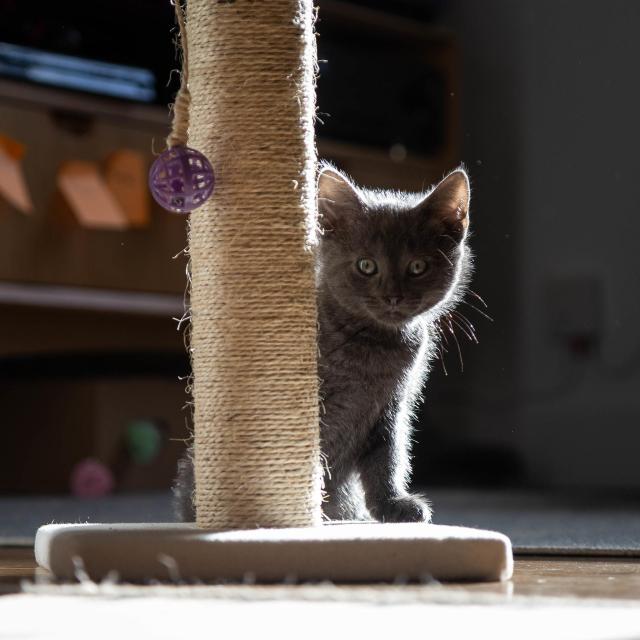 A little grey kitten sat next to a scritching post. The sun behind him gives him a fuzzy glowing outline.