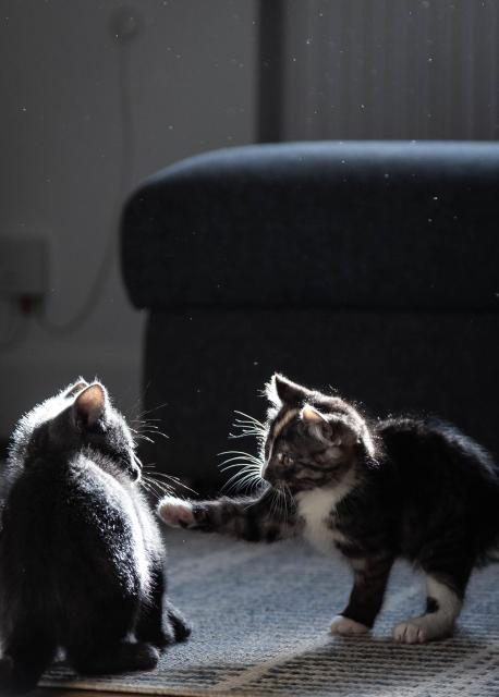 A kitten bopping her brother. Sun from behind them gives them a shining bright outline, and it really highlights her long whiskers and eyebrows.