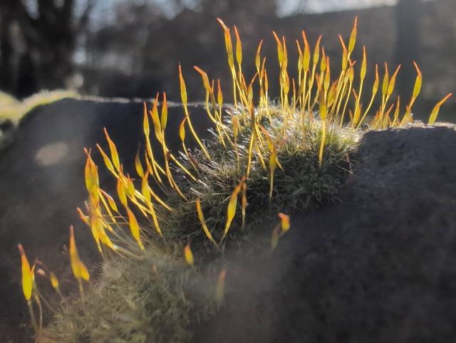 A clump of moss growing on the mortar between angled coping bricks topping a churchyard wall, its tall sporophytes reaching upwards and being illuminated to glowing green-yellow-orange by bright winter sunlight
