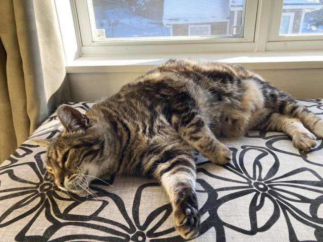 Tabby cat lounging on his side on a taupe upholstered bench with a black linear flower design. He's resting his cheek on the bench, looking past the camera. The bench is in front of a window with the sun streaming in.