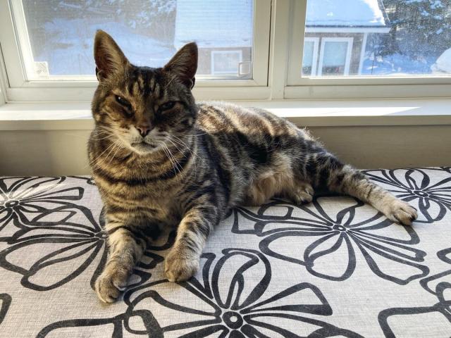 Tabby cat lounging on a taupe upholstered bench with a black linear flower design. He's looking at the camera, in front of a window with the sun streaming in.