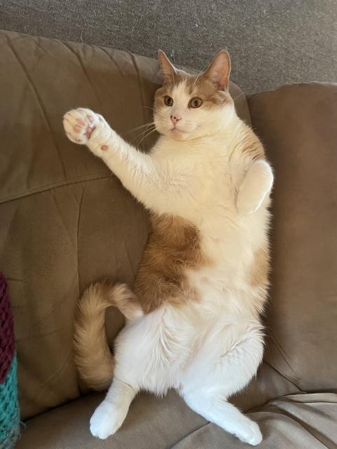 A large white and orange cat lying on his back displaying his belly to the world, one paw raised in greeting.