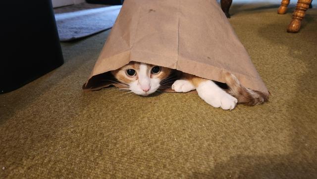 An orange and white cat in an almost too small paper bag. We can see his face, a front foot, a back foot, and the tip of his tail.
