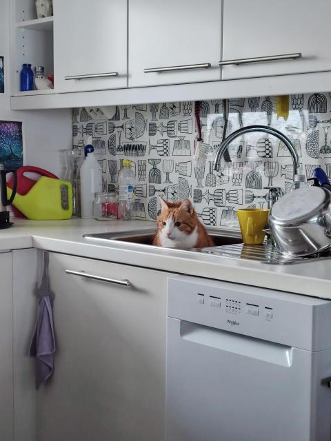 A ginger and white tabby cat is determinedly sitting in a deep kitchen sink, his face and shoulders outside of it. He and the sink are in a bright Nordic style kitchen, and he looks like he's contemplating just living in the sink now.
