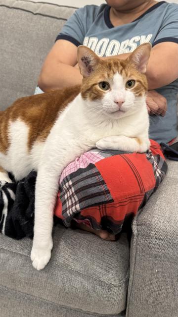 An orange-and-white cat is lounging comfortably on someone’s lap on a light-colored couch. The cat is facing the camera with a calm, mildly curious expression, ears upright and eyes relaxed. One front leg stretches down over the person’s knee while the other paw is tucked in.