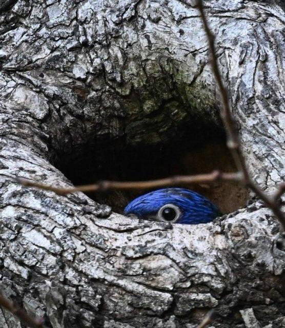 Home sweet home. The importance of old trees as habitat, nesting Rainbow Lorikeet’s Blue head feathers and yellow ringed eye peeping out of-a tree hollow 

Photograph by Gabrielle Pounsett, @gabriellepamela50