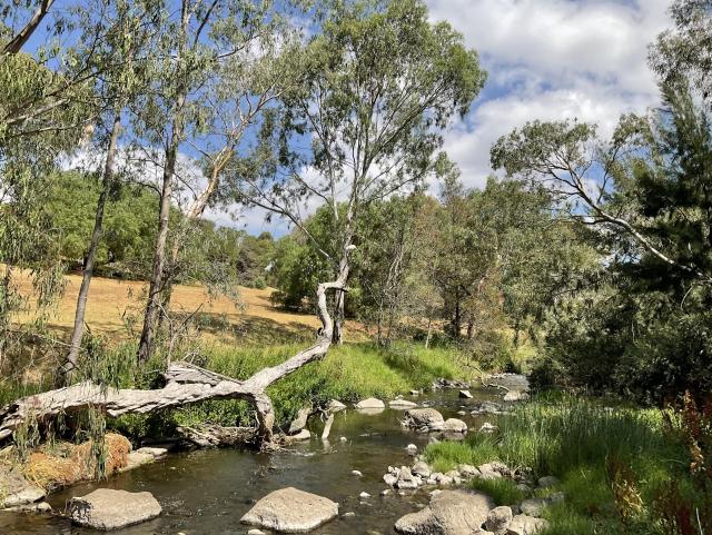 An ibis sits on the end of a fallen tree branch over the Merri Creek 