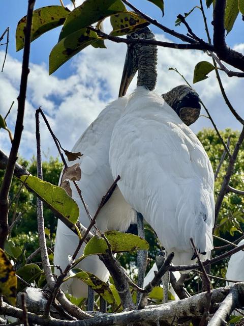 A wood stork pair