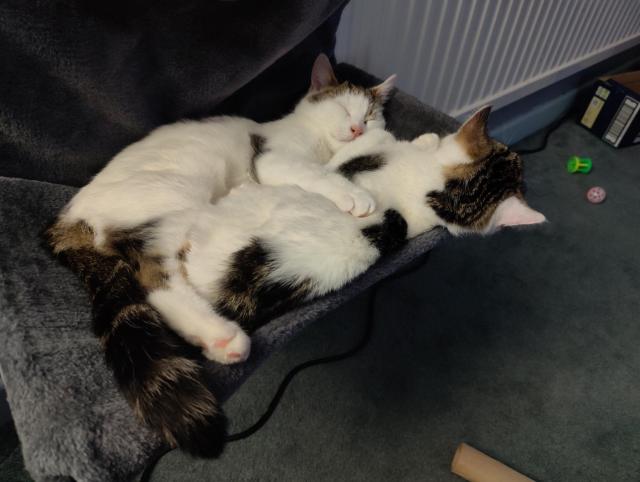 Two young tabby and white cats snuggle in a grey fluffy radiator bed. Sparky facing us, Tails facing away.