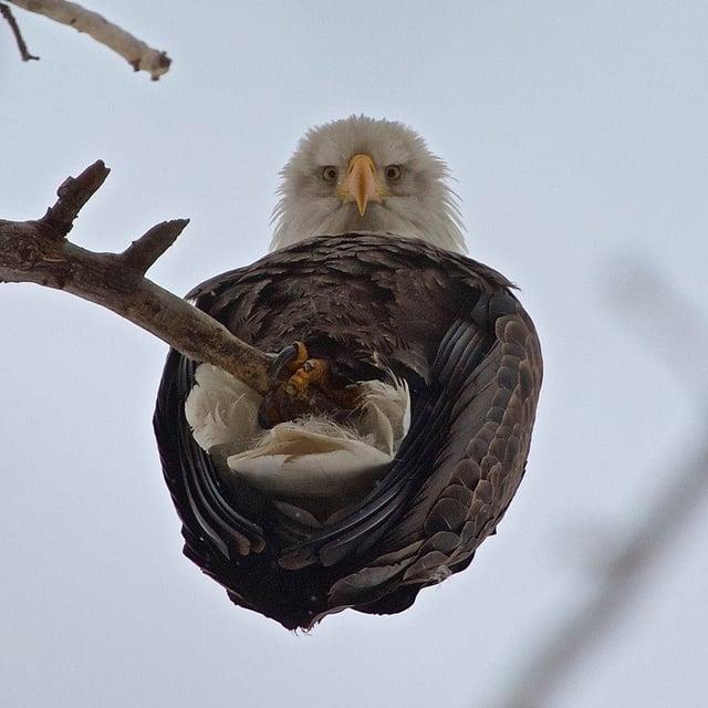 An eagle perches on a branch, looking down directly upon you