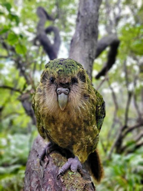 Close-up of a big green and brown kākāpō parrot perched on a mossy tree branch in a forest, facing the camera with a curious expression; soft green foliage blurs in the background.