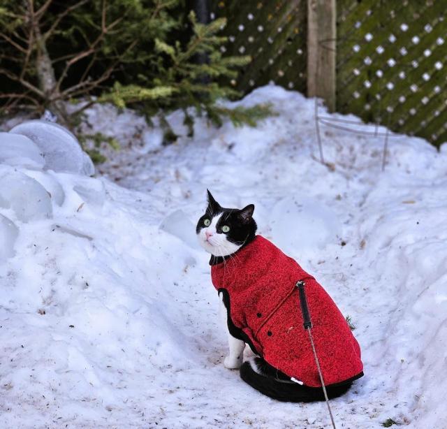 Tuxedo cat wearing red and black fleece, sitting in snowy backyard.