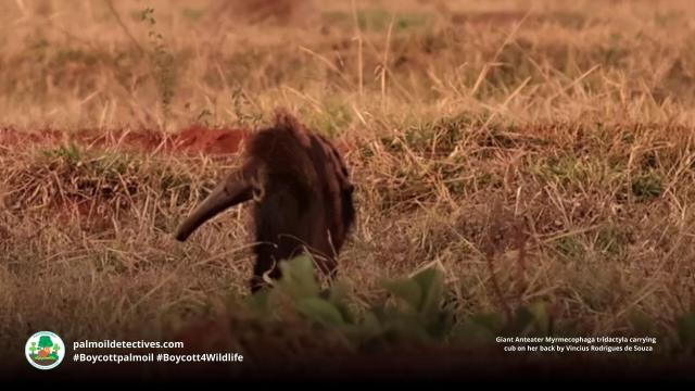 The Giant #Anteater looks like a Surrealist artist's fever dream, but they are actually real and feature an ultra long tongue for suctioning #insects from #nests in #Brazil🇧🇷 Help them to survive when u #Boycottpalmoil #Boycott4Wildlife 😍 in supermarkets https://wp.me/pcFhgU-1Cd?utm_source=mastodon&utm_medium=Palm+Oil+Detectives&utm_campaign=publer 