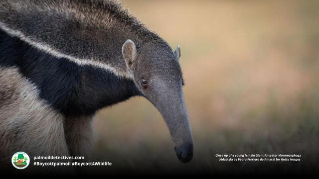 The Giant #Anteater looks like a Surrealist artist's fever dream, but they are actually real and feature an ultra long tongue for suctioning #insects from #nests in #Brazil🇧🇷 Help them to survive when u #Boycottpalmoil #Boycott4Wildlife 😍 in supermarkets https://wp.me/pcFhgU-1Cd?utm_source=mastodon&utm_medium=Palm+Oil+Detectives&utm_campaign=publer 